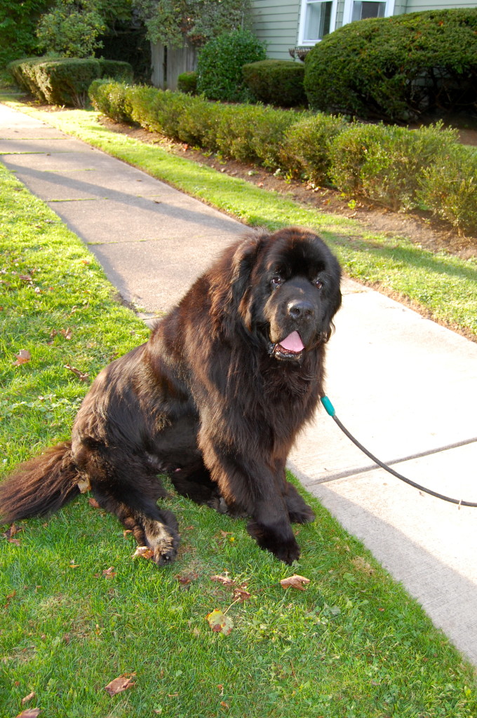 He weighs 160 pounds and is 7 years old. A Newfoundland named Gus.  