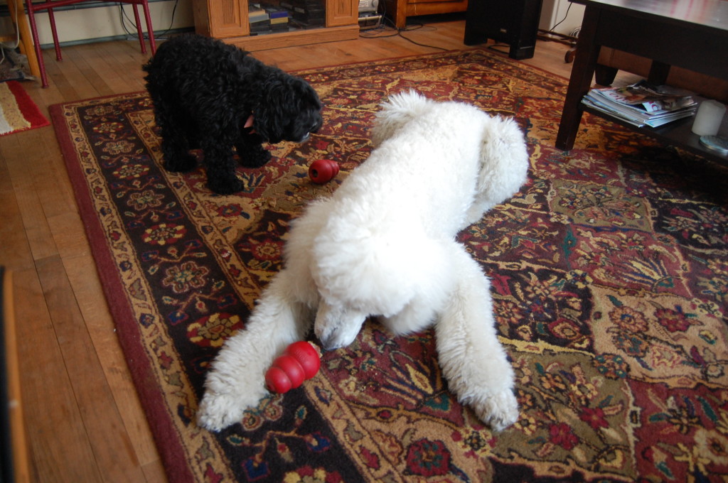 The biscuits fit great inside the kong toys. 