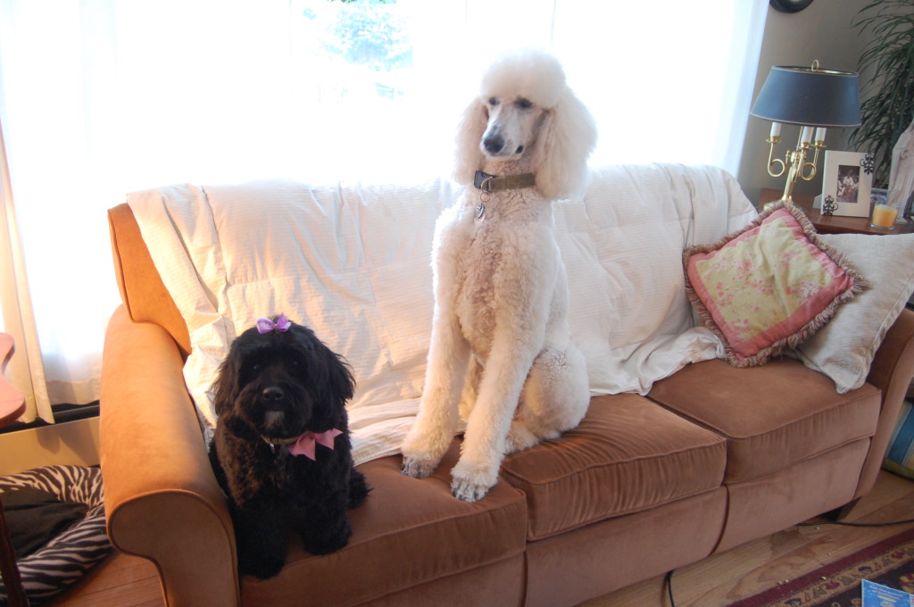 After a lovely day in the poodle salon, the ladies are cleaned and brushed and waiting for Spring weather. 