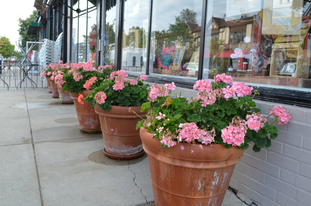 This line-up of geraniums in large pots can be found outside a store on Elmwood Avenue. #todayonmywalk